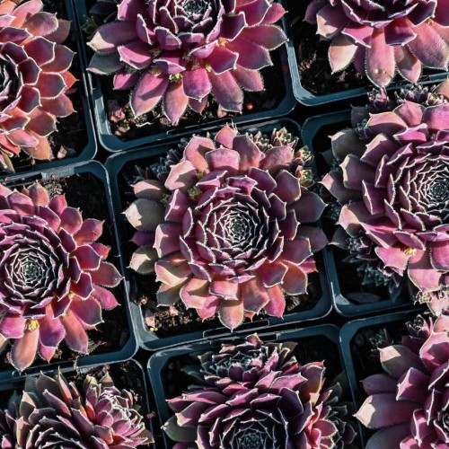 Sempervivum 'Pilatus' - Mägisibul 'Pilatus' P9/0,55L  